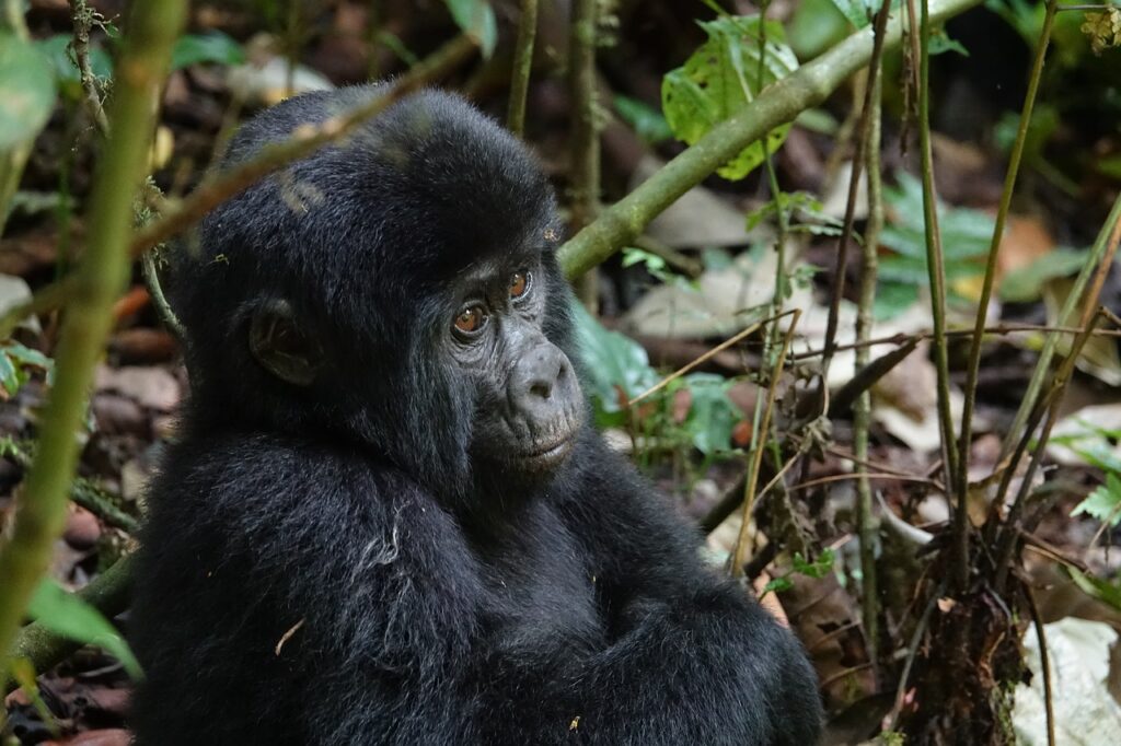 gorilla in Bwindi