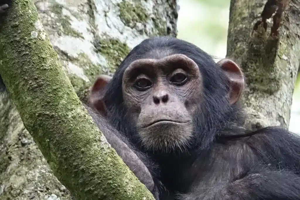 Chimpansee in een boom in Oeganda