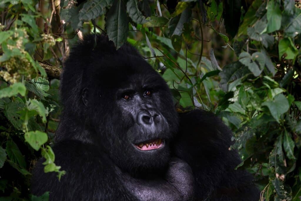 Berggorilla in het Bwindi Impenetrable Forest in Oeganda