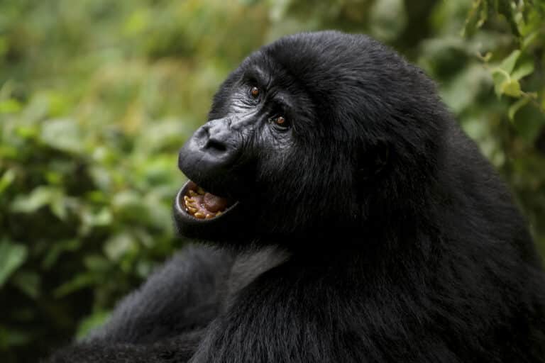 Vrouwelijke berggorilla in Bwindi Impenetrable Forest