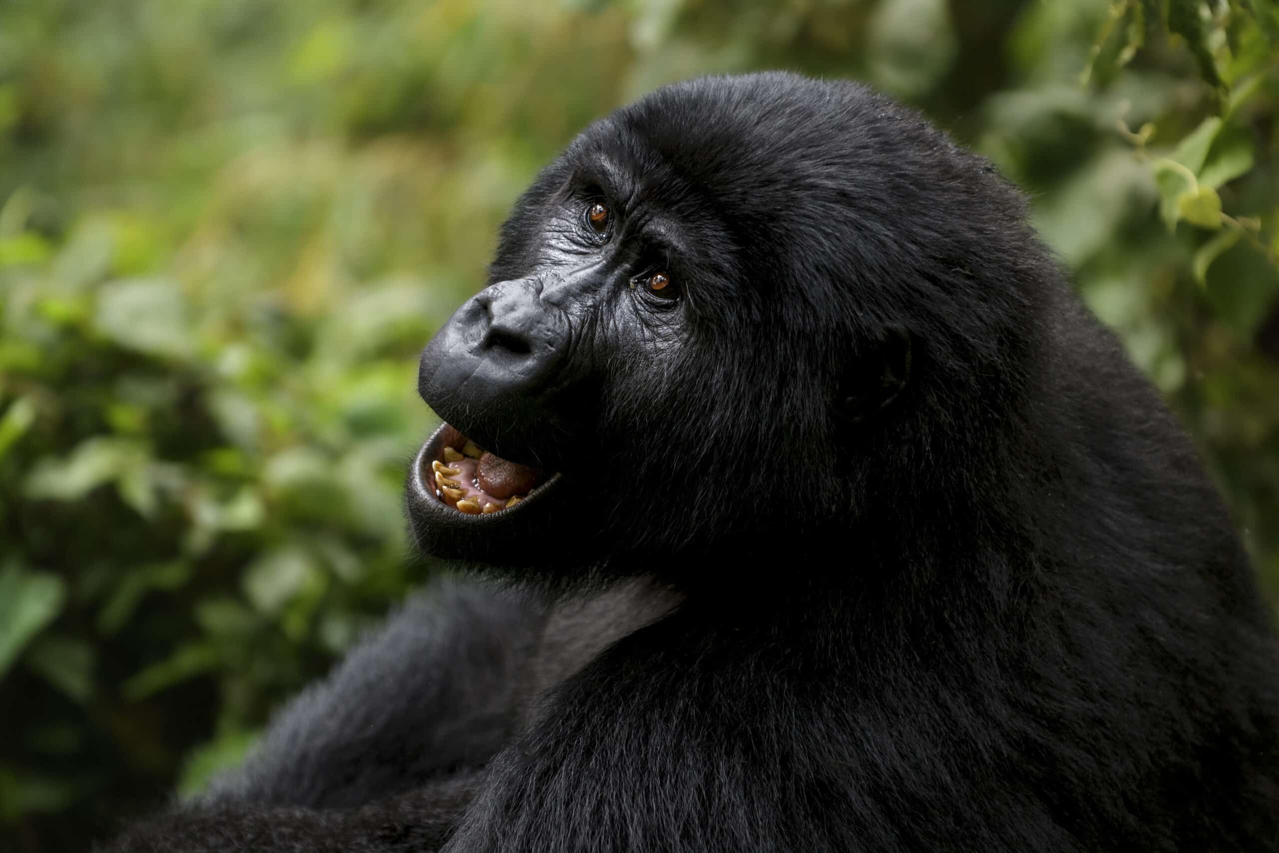 Vrouwelijke berggorilla in Bwindi Impenetrable Forest