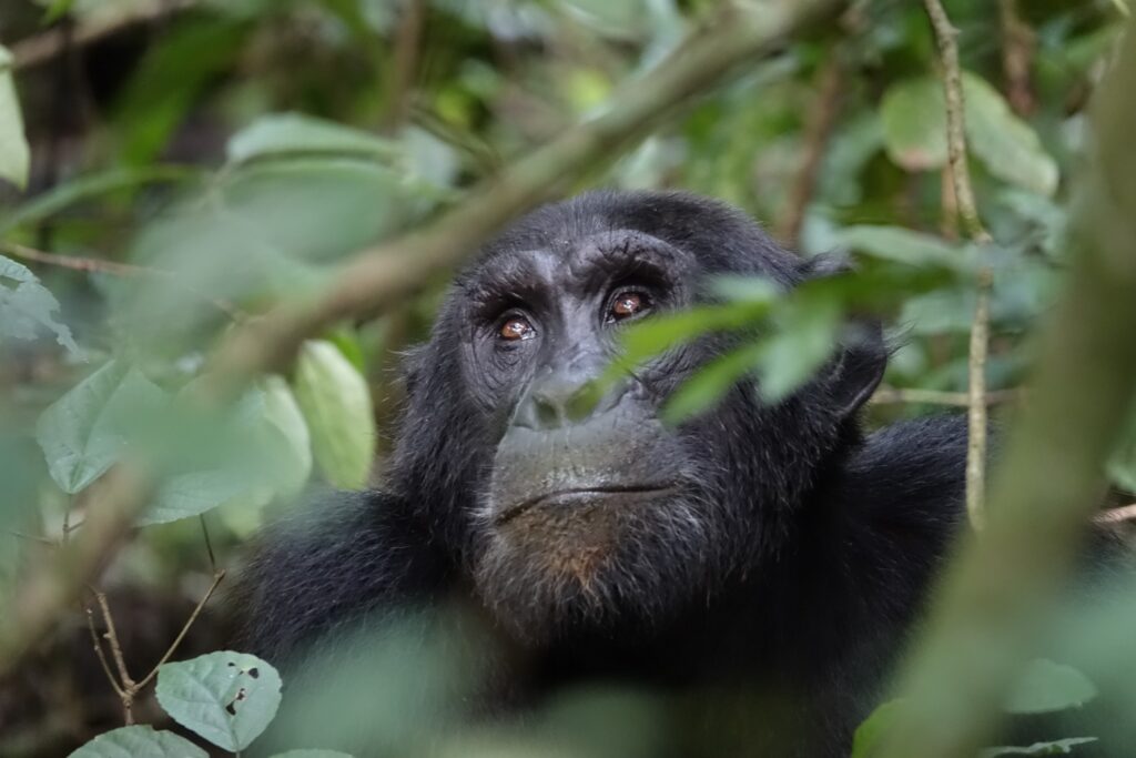 Kibale National Park