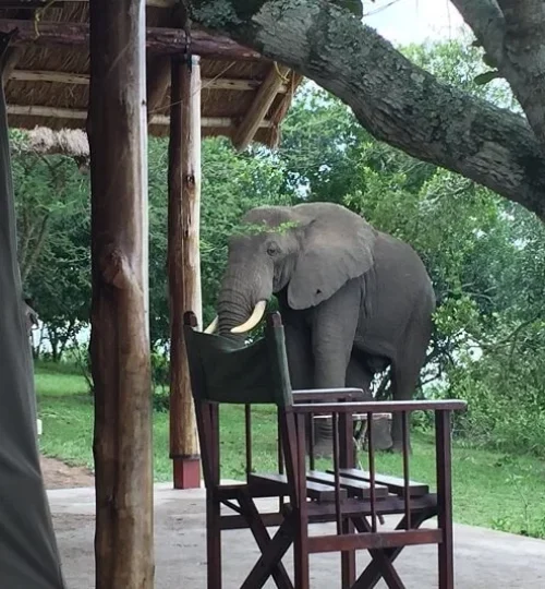 Olifant-in-bush-lodge